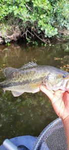 Largemouth Bass