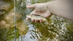Brown Trout