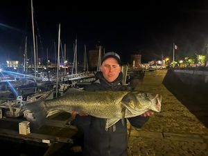 European Bass (Seabass)