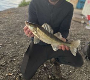 Zander