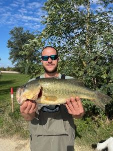 Largemouth Bass