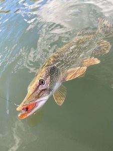 Northern Pike