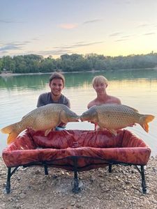 Common Carp