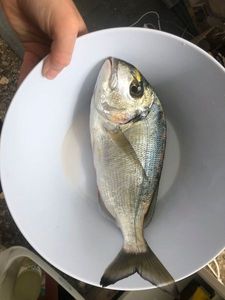 Gilthead Seabream