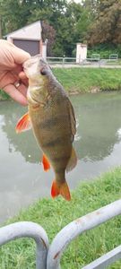 European Perch