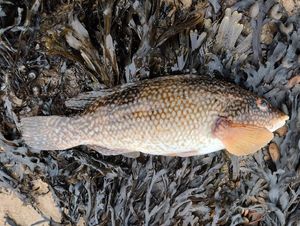 Ballan Wrasse