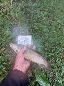 Brown Trout