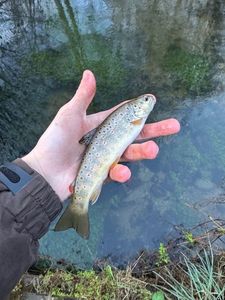 Brown Trout
