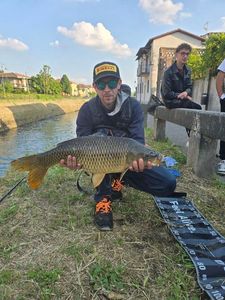 Common Carp