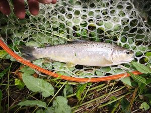 Brown Trout