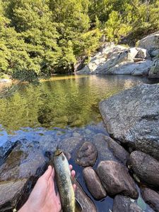 Rainbow Trout