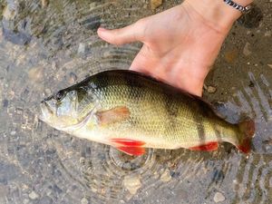 European Perch