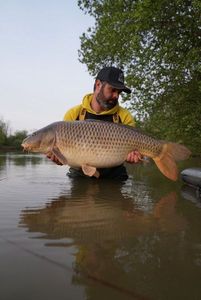 Common Carp