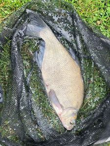 Common Bream