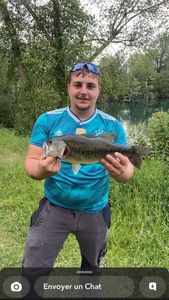 Largemouth Bass