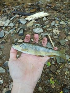 Brown Trout