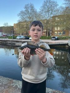 European Perch