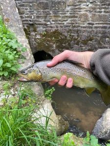 Brown Trout