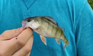 European Perch