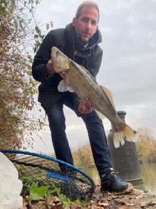 Zander
