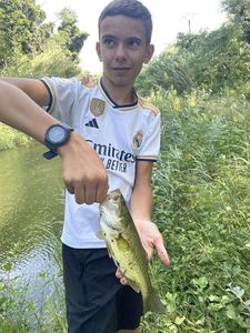 Largemouth Bass