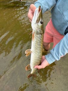 Northern Pike