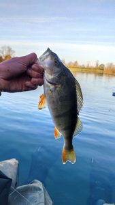 European Perch