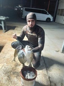Gilthead Seabream