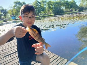 European Perch