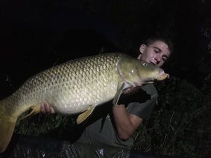 Common Carp