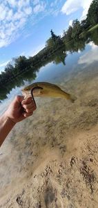 Largemouth Bass