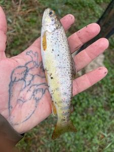 Brown Trout