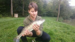 Zander