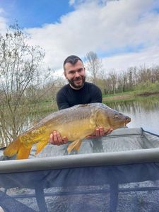 Mirror Carp