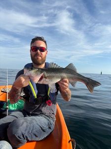 European Bass (Seabass)
