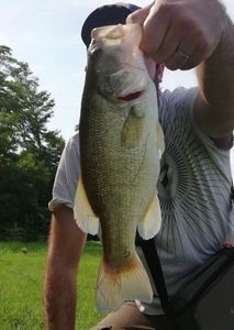 Largemouth Bass