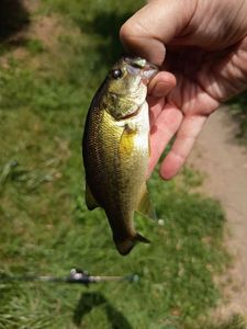 Largemouth Bass