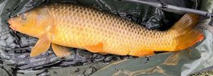 Common Carp