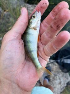 European Perch