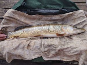 Northern Pike