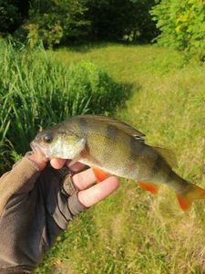 European Perch