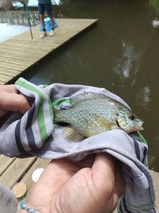 Green Sunfish