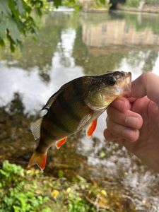 European Perch
