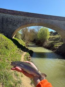 Rainbow Trout