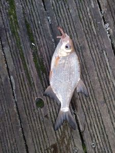 Common Bream