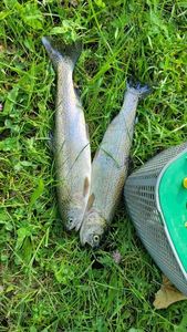 Rainbow Trout
