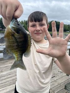 Green Sunfish