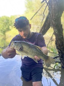 Largemouth Bass