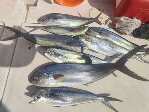 Dolphinfish