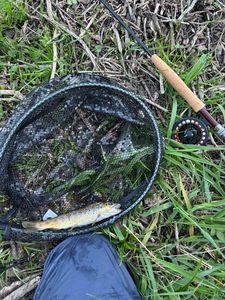 Brown Trout